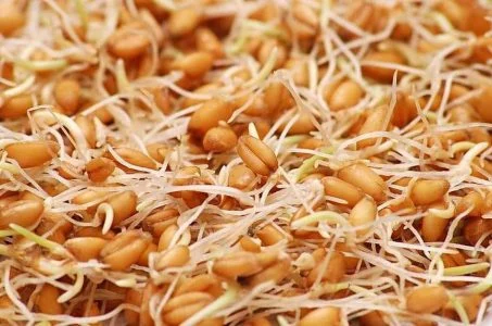 تهیه جوانه گندم برای سالاد