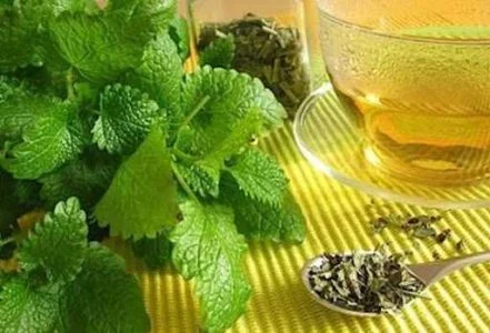خواص بادرنجبویه برای کبد