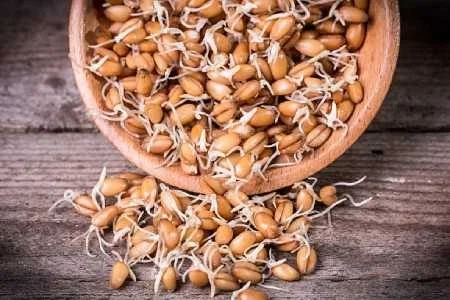 طریقه مصرف جوانه گندم برای لاغری